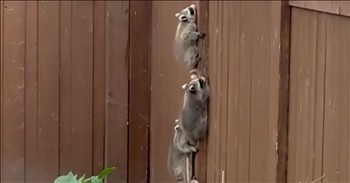 <p>Get ready for total cuteness! Watch as these raccoon kits climb single-file to mama.&nbsp;</p>

<p>At the start of this video, we see a regular backyard fence. On the fence is an unexpected view as raccoon kits climb to mama. The multiple black, white, and gray animals are stacked on top of each other like something out of a movie. They are climbing with all of their might up the fence post. You see the first raccoon do his best and slide a little on his way up the post.</p>

<p>Suddenly, the mama raccoon appears and reaches down to help her kit up with her mouth. The first kit is safe and sound at the top of the fence with mom. You watch as three other raccoons are striving to get to their mother. The second raccoon is even stronger than the first and essentially gets to the top all by himself. It is adorable to view.</p>

<h2>It's a Strong Reminder of the Importance of Motherhood</h2>

<p>The mama and the first raccoon begin the journey westward on the fence as the second raccoon gets to the top. The little third raccoon makes it as the final raccoon, working so hard to catch up with his brothers and sisters. The mother slowly moves forward while glancing back to check on her young.&nbsp;</p>

<p>As the final baby is striving to get to the top, the mother turns all the way around and climbs over her kits to get to him. Right as she arrives, the kit reaches the top. She continues over the babies and heads down the fence. One baby falls off the fence again, and they pause to wait for him to get back up. Watching these raccoon kits climb to mama is touching. Motherhood requires a lot of patience,e and watching this raccoon mama reminds us of the love and care that a mother has for her babies and the love that a baby has for his mama.</p>

<p><em>&ldquo;Children&rsquo;s children are a crown to the aged, and parents are the pride of their children.&rdquo; <strong><a href="https://www.godtube.com/bible/Proverbs/17-6">Proverbs 17:6</a></strong></em></p>

<p><strong>YOU MAY ALSO LIKE: <a href="https://www.godtube.com/watch/?v=GWGDWGNX">Adorable Raccoons Meet and Immediately Form the Sweetest Bond</a></strong></p>
