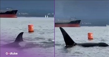 <p>Get ready to be in awe of some of the biggest creatures on earth. Watch this clip of some racing orcas. Remember when: wild orcas crashed the swim course of a triathlon.</p>

<p>Wild orcas crashed the swim course last year in June 2025 at the Vancouver T100 Triathlon. You will see in this video the largest fin popping out of the water. Then, you listen to a man in shock at how large it is in the background of the video. You see a clip sharing the final racers of the triathlon coming out of the water at 12:35 pm. Suddenly, a clip of the ocean is seen at 1 pm, and huge orca whales begin splashing out of the water as they swim the course. Everyone is in shock as these massive mammals play around and blow water out of their blowholes. You will feel like you are out on the water with them.</p>

<h2>A Powerful Reminder of God&rsquo;s Power as Our Creator</h2>

<p>You can see the fin size in comparison to the boats behind the whale, and it is incredible. The fin looks about as big as the sails on the sailboats! It was an amazing moment to catch on film. I am sure that the triathletes were relieved to be finished with the race before the whale party began. Thankfully, everyone was safe, and no one was injured. These creatures appear playful and fun, but they are also called killer whales for a reason. This event ended up being the perfect time to have a smooth race and an after-race show.&nbsp;</p>

<p>As we are in awe that the wild orcas crashed the swim course, may it remind us of the greatness of the God that we serve. He is the Creator of all things, and He is glorious.&nbsp;</p>

<p><em>&ldquo;Blessed be his glorious name forever; may the whole earth be filled with his glory! Amen and Amen!&rdquo; <strong><a href="https://www.godtube.com/bible/Psalms/72-19">Psalm 72:19</a></strong></em></p>

<p><strong>YOU MAY ALSO LIKE: <a href="https://www.godtube.com/watch/?v=G7LZPGNX">Smart Cat Does Tricks for Treats</a></strong></p>
