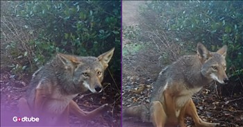 <p>A trail camera in San Diego, California, captures a coyote hilariously scooting right on by. It is like something straight out of a cartoon. You have to see it to believe it.</p>

<p><br />
What do people imagine when they think of footage found on trail cameras? Maybe a predator crawling around at night or rare footage of animals that are wary of humans, but a coyote scooting across the ground on its hind legs is probably not one of them.</p>

<p>The coyote caught in Mission Trails Regional Park&rsquo;s camera proves why its species is the subject of several cartoon characters.&nbsp;</p>

<p>In the post of the video shared by Mission Trails Regional Park, the caption <a href="https://www.instagram.com/p/Da6V3-Shy3-/?utm_source=ig_embed&amp;utm_campaign=embed_video_watch_again">read</a>, &ldquo;Caption this coyote butt scoot or describe the video using only emojis. Go! 👇&rdquo;</p>

<h2>Hilarious Responses to the Video</h2>

<p>One person commented, &ldquo;Sometimes you just gotta do a little extra wiping 😂.&rdquo; Another <a href="https://www.instagram.com/p/Da6V3-Shy3-/?utm_source=ig_embed&amp;utm_campaign=embed_video_watch_again">said</a>, &ldquo;Mission trails❌ Mission to leave his trail✅.&rdquo; Another person added, &ldquo;I&rsquo;m glad to know it&rsquo;s not just domesticated dogs doing this on the carpet 😂.&rdquo;</p>

<p>It is just hilarious that a trail camera could capture a coyote&rsquo;s actions like this. They seem much less feral and more dog-like after witnessing this behavior.&nbsp;</p>

<p>In April 2022, someone in Vancouver <a href="https://www.facebook.com/watch/?v=518193573604458">filmed</a> a wild coyote playing with a dog toy in her backyard. The coyote was enjoying itself as it picked up a ball and tossed it up in the air several times, chasing it. The owner thought it was an &ldquo;adorable&rdquo; moment to see the coyote being so playful.&nbsp;</p>

<p>At a filmed golf tournament earlier this year, a wild coyote hilariously <a href="https://www.instagram.com/reels/DXVRHITDTo9/">attacked</a> a fuzz-covered microphone and ran away with it before it realized it was not lunch, making spectators laugh.&nbsp;</p>

<p>All of these moments just go to show that coyotes really are just wild dogs. They&rsquo;ve got their different personalities and funny habits, and are always entertaining to watch.&nbsp;</p>

<p><strong>YOU MAY ALSO LIKE:&nbsp;<a href="https://www.godtube.com/watch/?v=G7DY7GNX">Bear Caught on Hidden Camera Taking 'Selfies'</a></strong></p>
