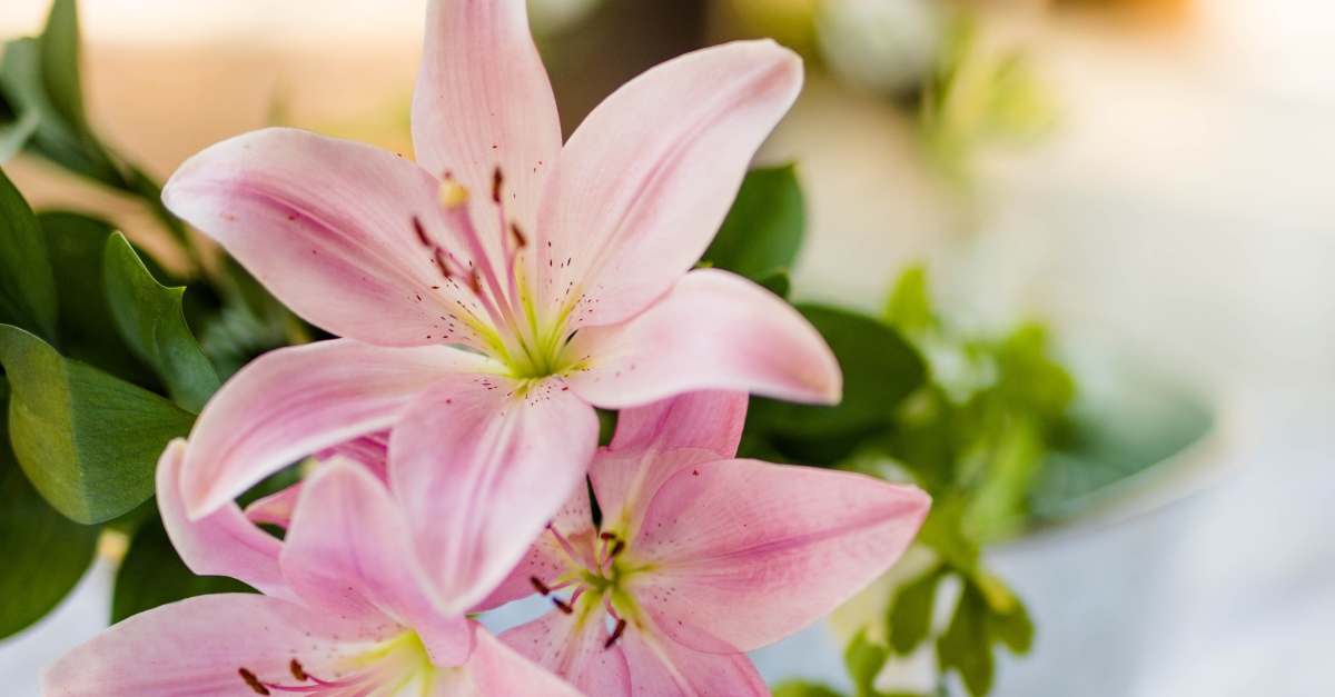 Consider the Lillies of the Field? Verse Meaning Explained