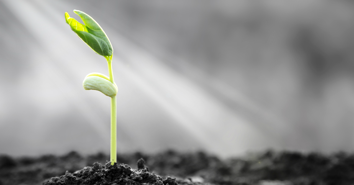 sprout growing toward sunbeam from soil, Parable of the Sower