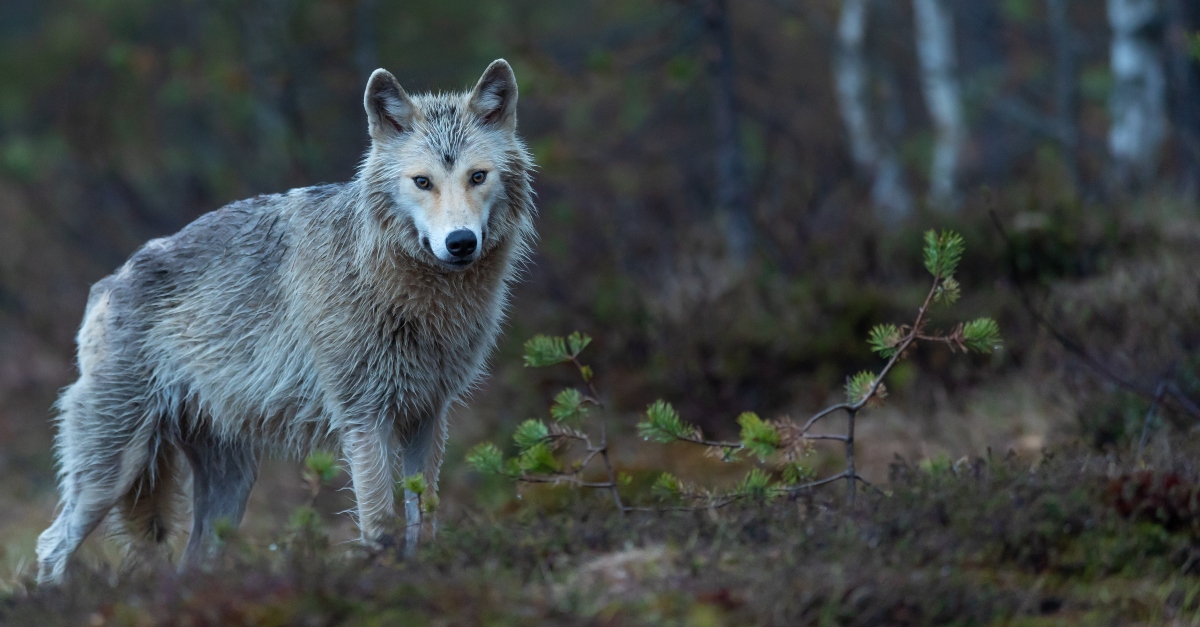 wolves dressed in sheep