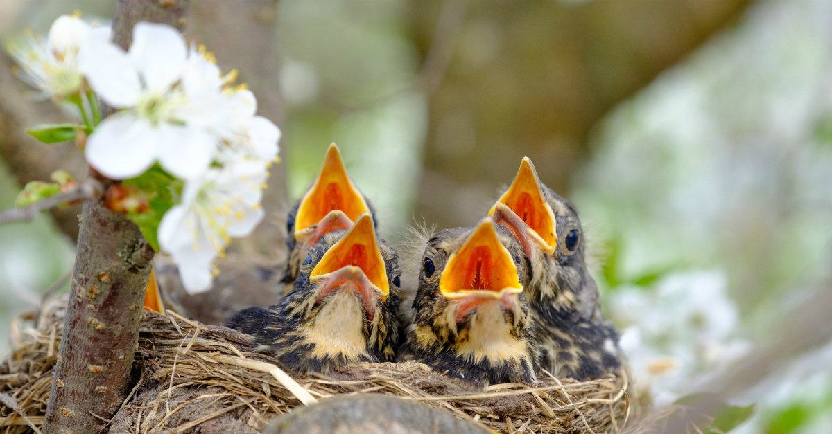 baby birds in nest