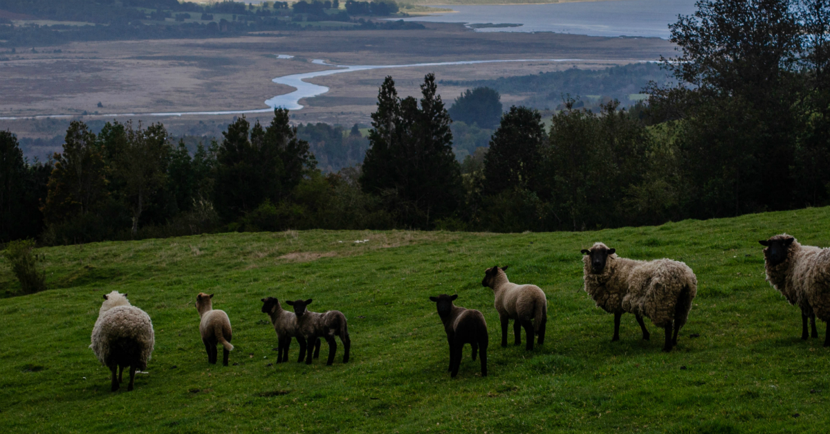sheep in beautiful landscape to signify feed my sheep in John 21