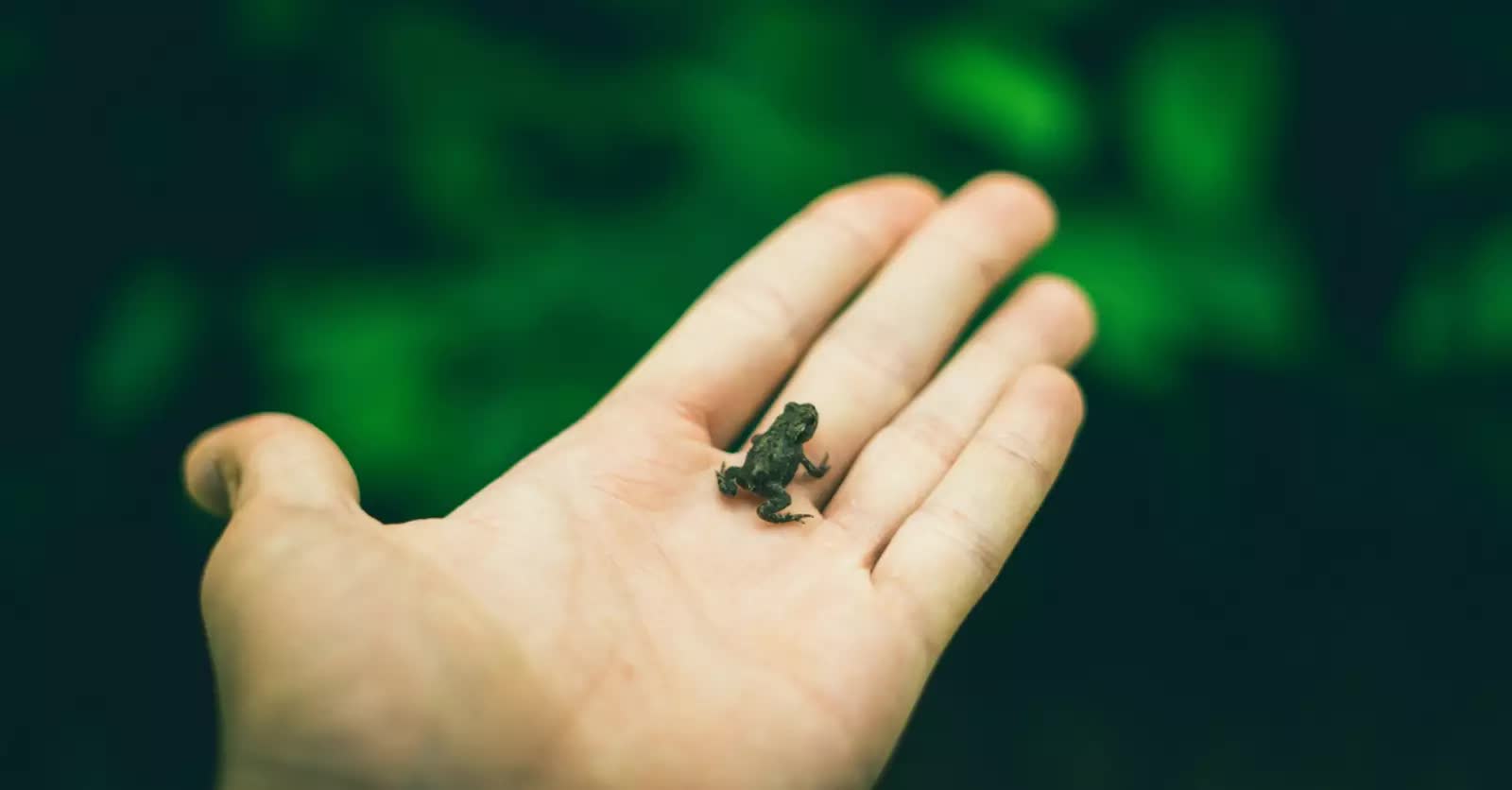 Tiny frog sitting in a person's hand