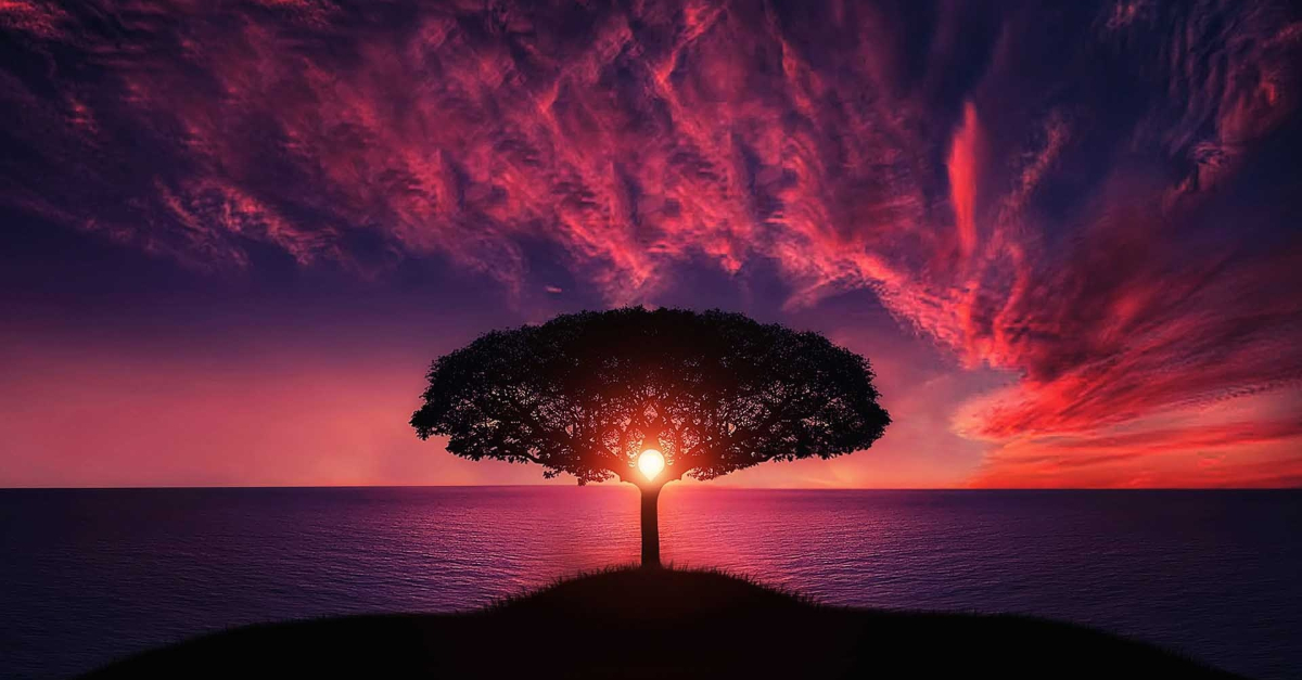 gorgeous sunrise through single tree