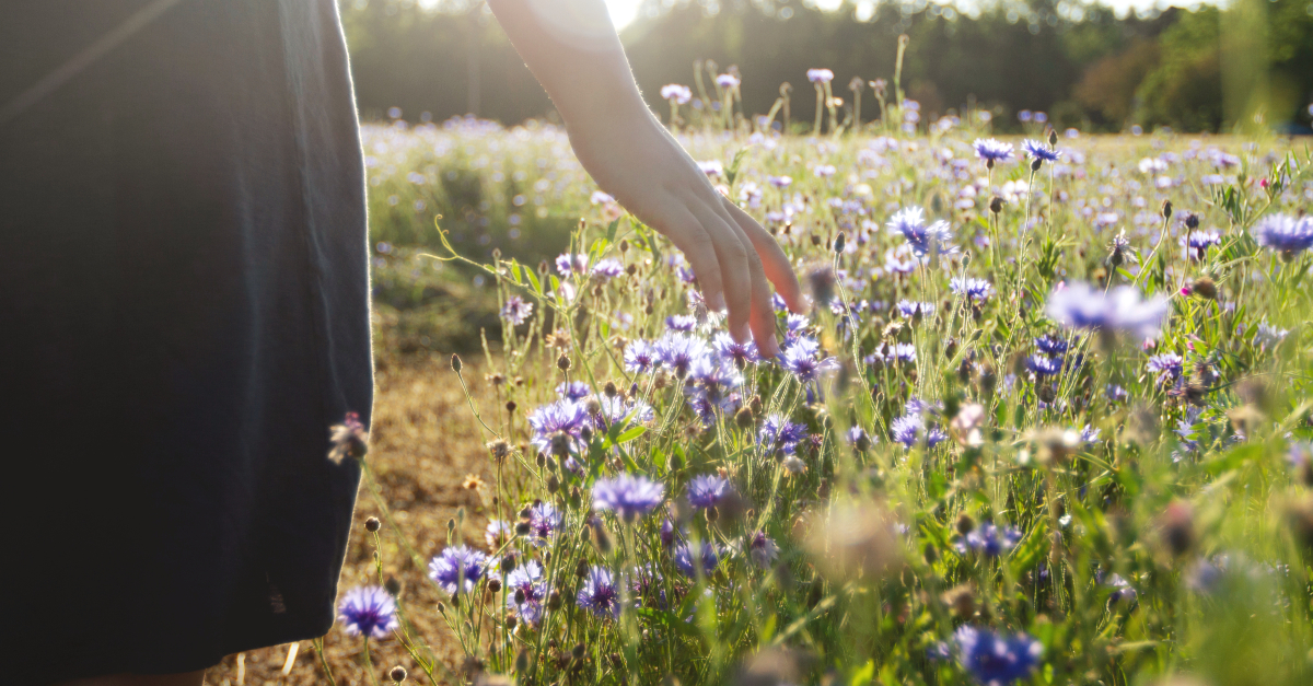 outdoor nature scene of womans hand trailing over wildflowers