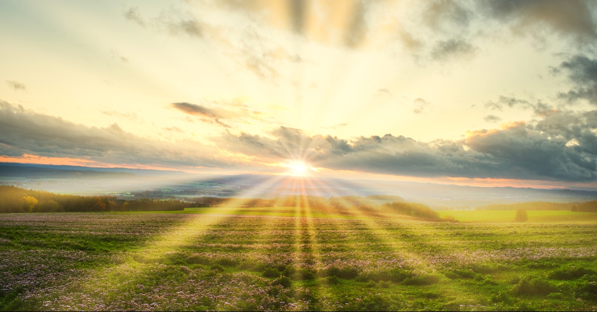 Sunrise over meadow