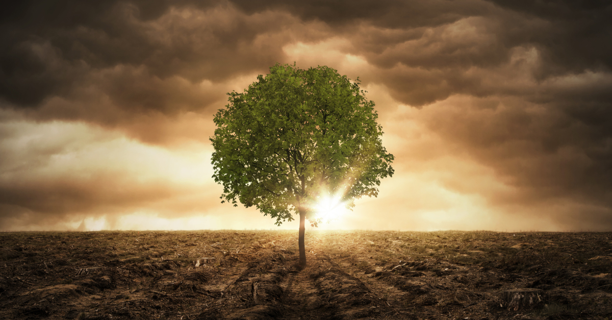 single tree at peace in end times  barren landscape sun bursting through