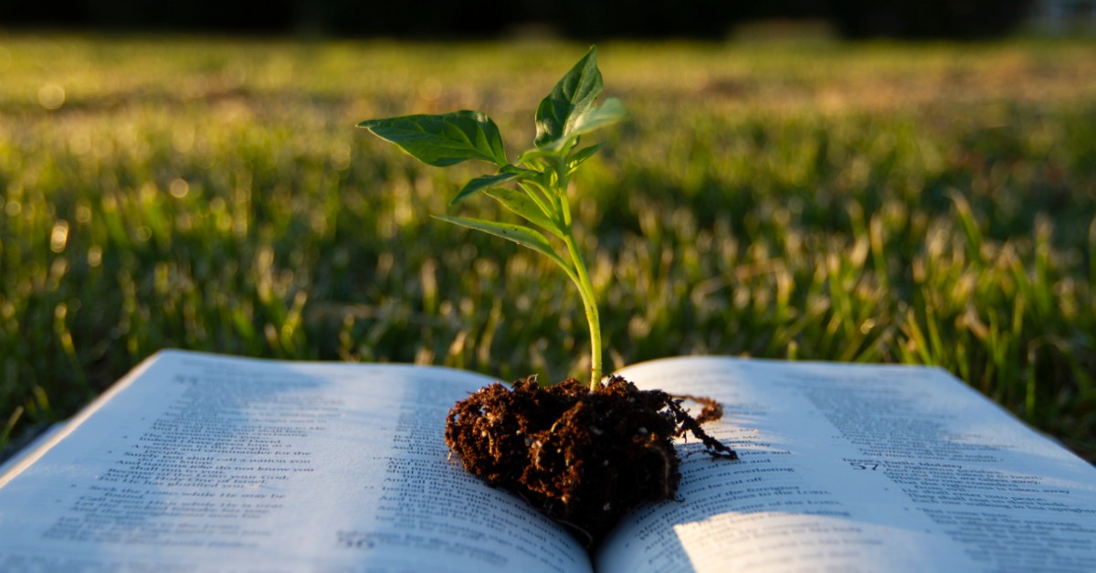 A green plant grows from an open Bible on a grass lawn, Parable of the Sower
