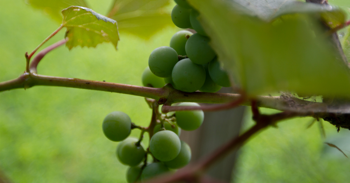 What Jesus Means by ‘I Am the Vine, You Are the Branches’ 