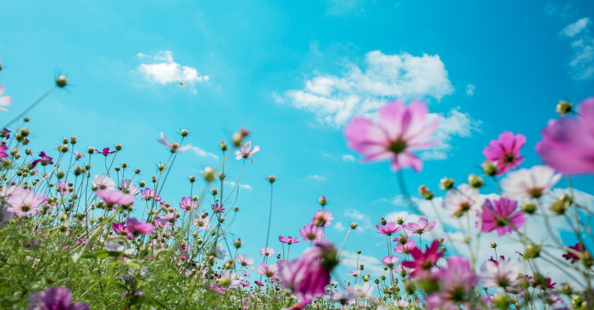 field of wildflowers looking up at sky, flipping the switch