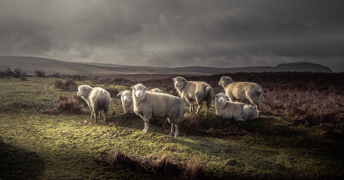 flock of sheep grazing on grass with grey clouds, amazing lessons from parable of the lost sheep