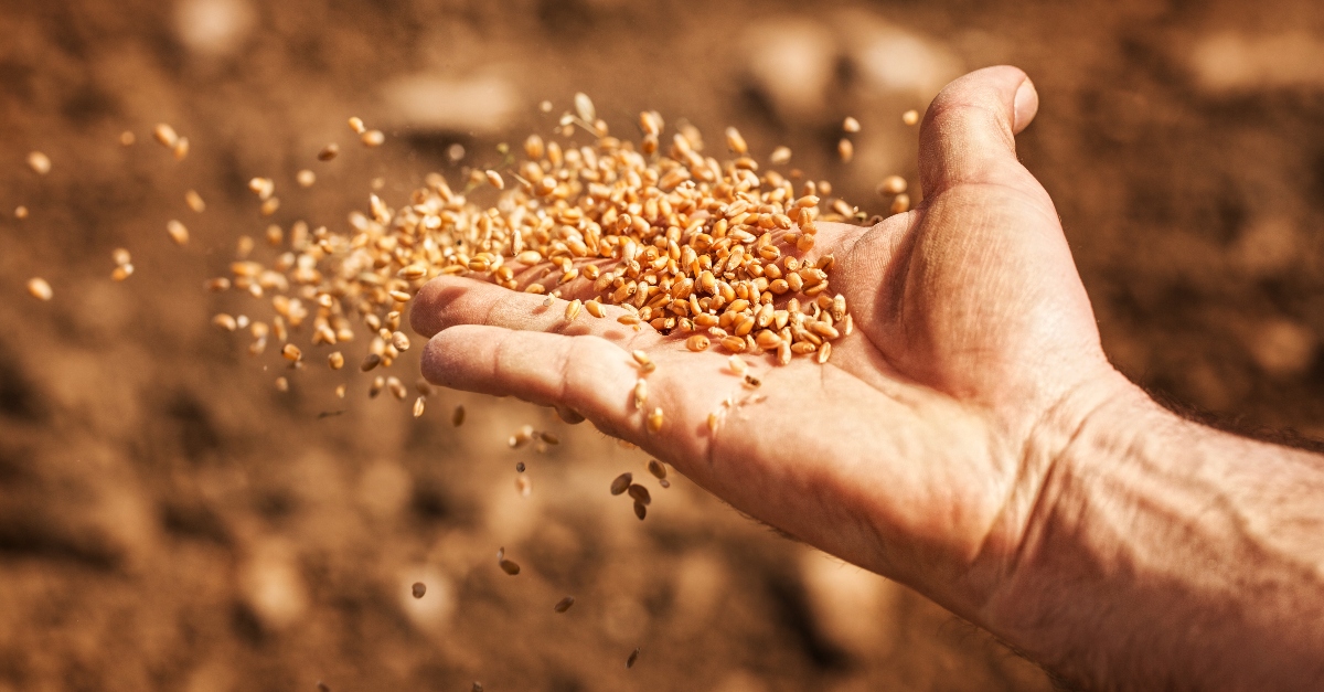 hands throwing seeds, parable of the sower