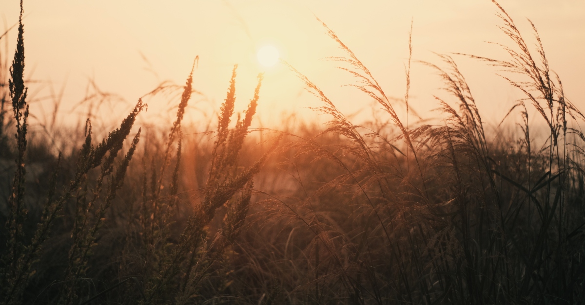 The Parable of the Sower - Bible Verses and Meaning