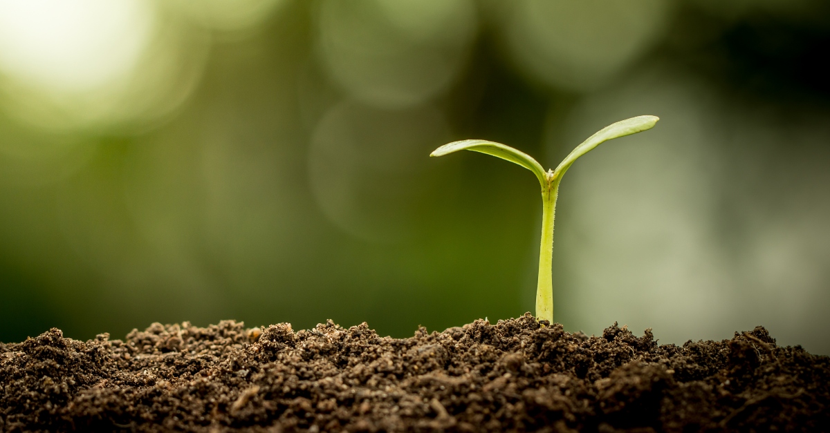 seedling sprouting from soil Parable of the Sower