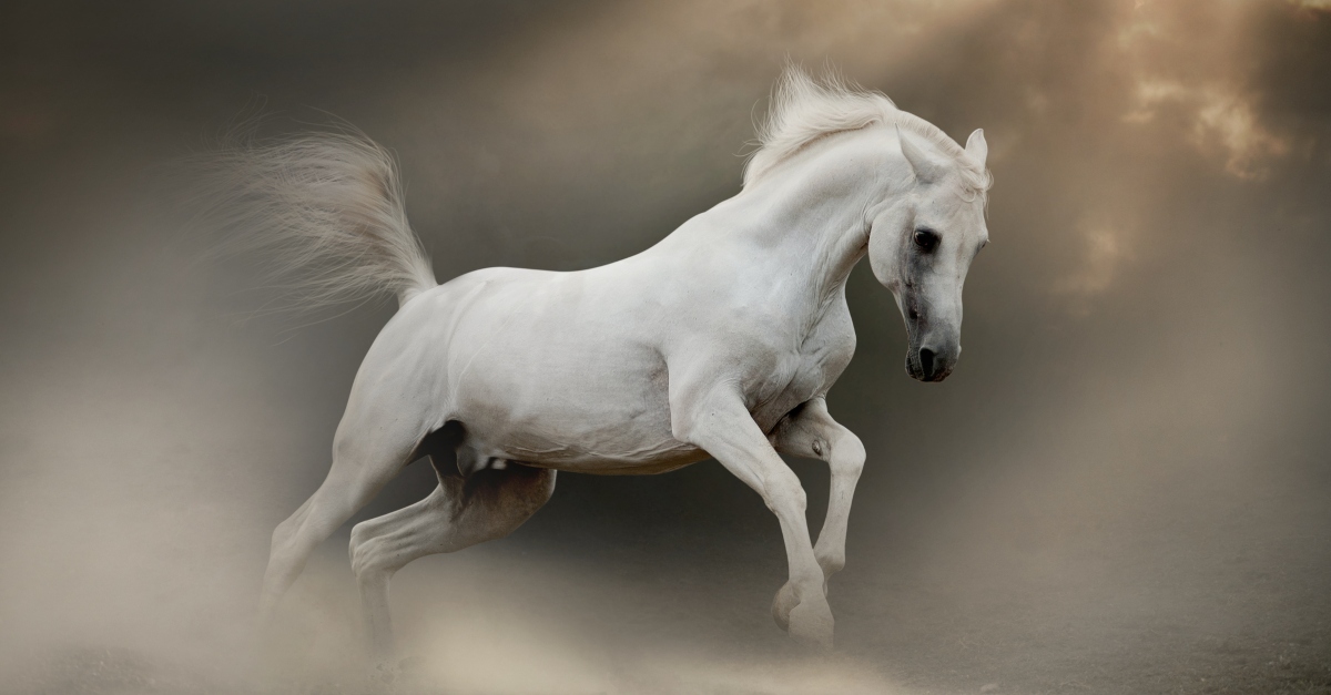 white horse in revelation