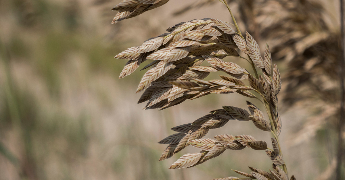closeup of wheat grain stalk - threshing floor