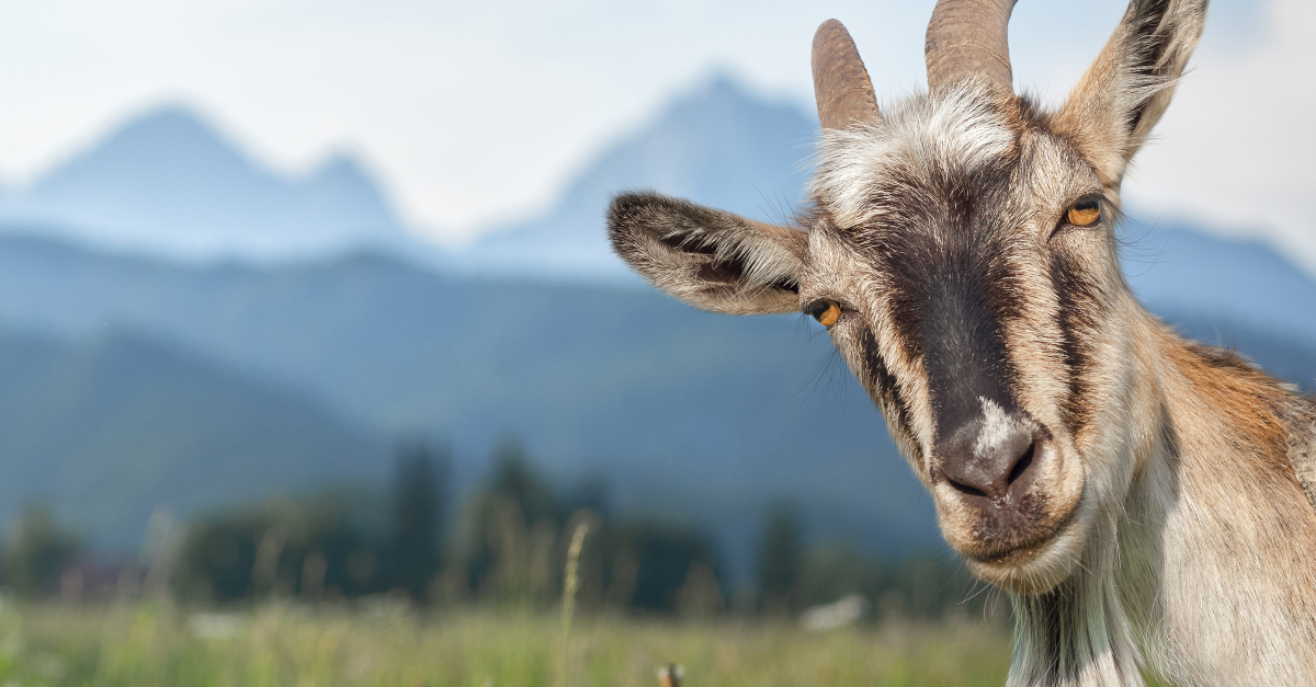 Why is Satan Depicted as a Goat in Scripture?