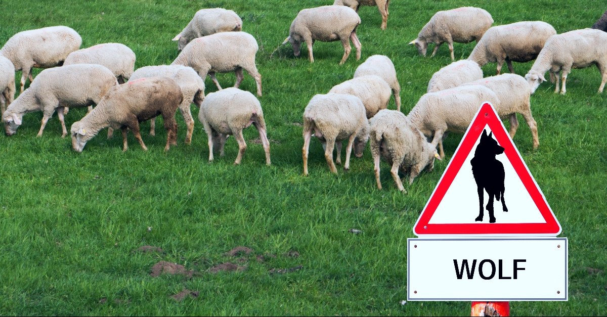 Sheep with a warning sign of a wolf