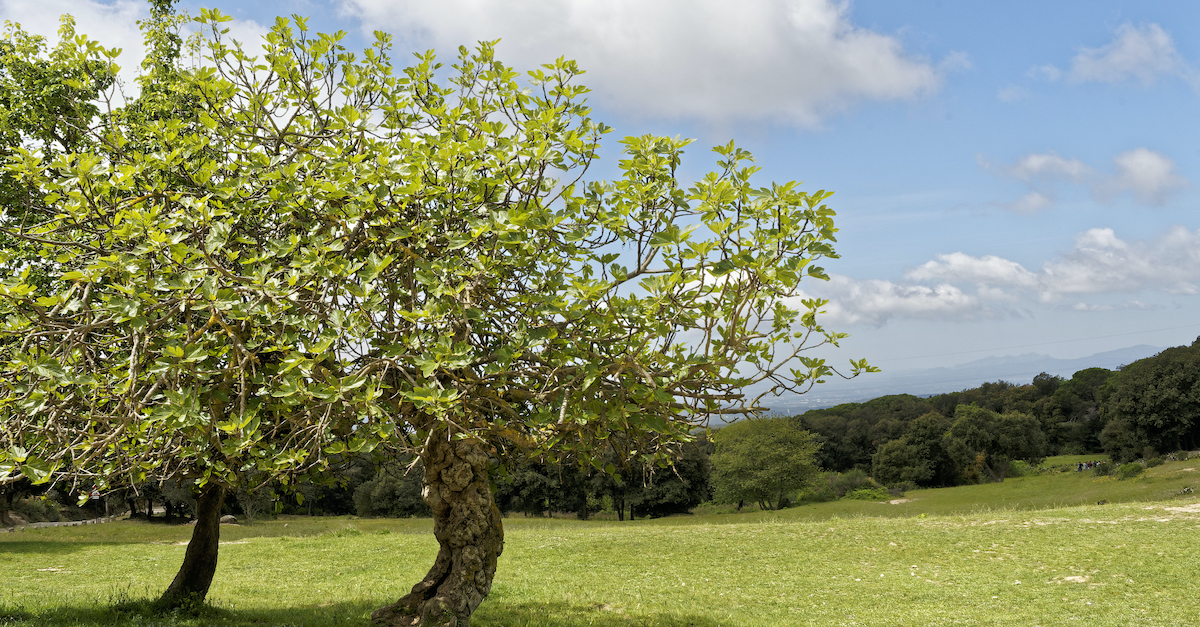 What Does The Fig Tree Symbolize In My Father And The Fig Tree at