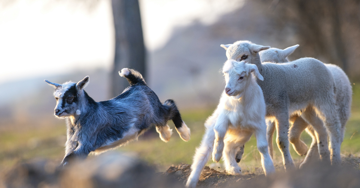 4-things-we-learn-from-jesus-parable-of-the-sheep-and-the-goats