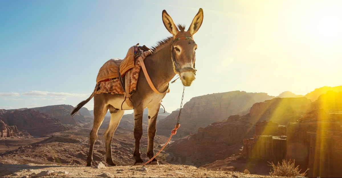 where-does-the-bible-mention-donkeys