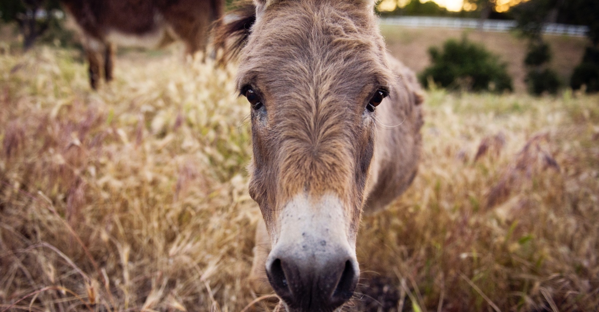 balaam donkey