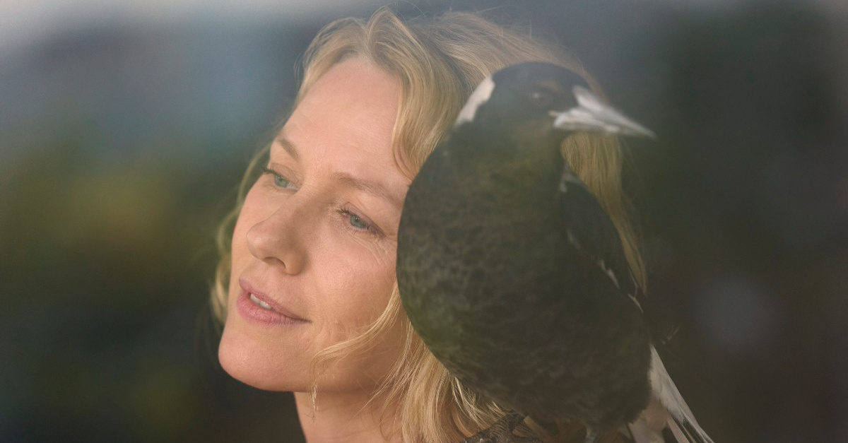 Magpie on Sams shoulder in Penguin Bloom