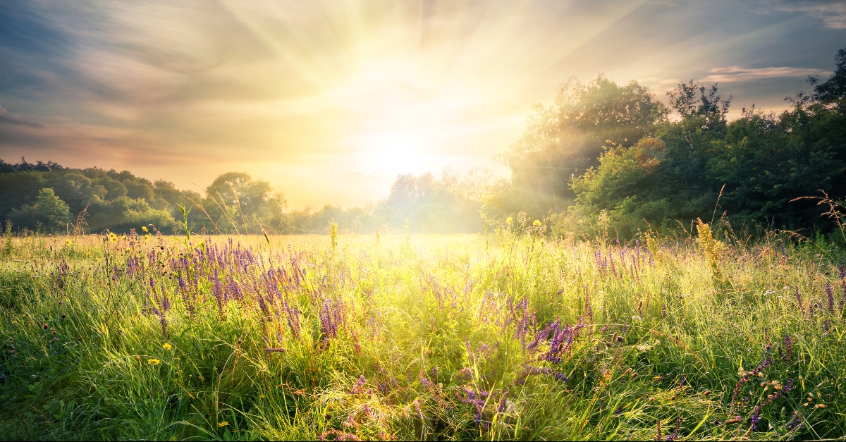 Sun rising over a field of purple heather