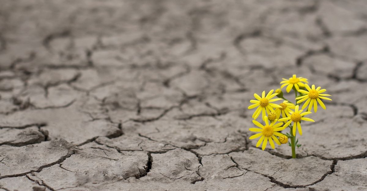 yellow flower desert dry grow growth thrive