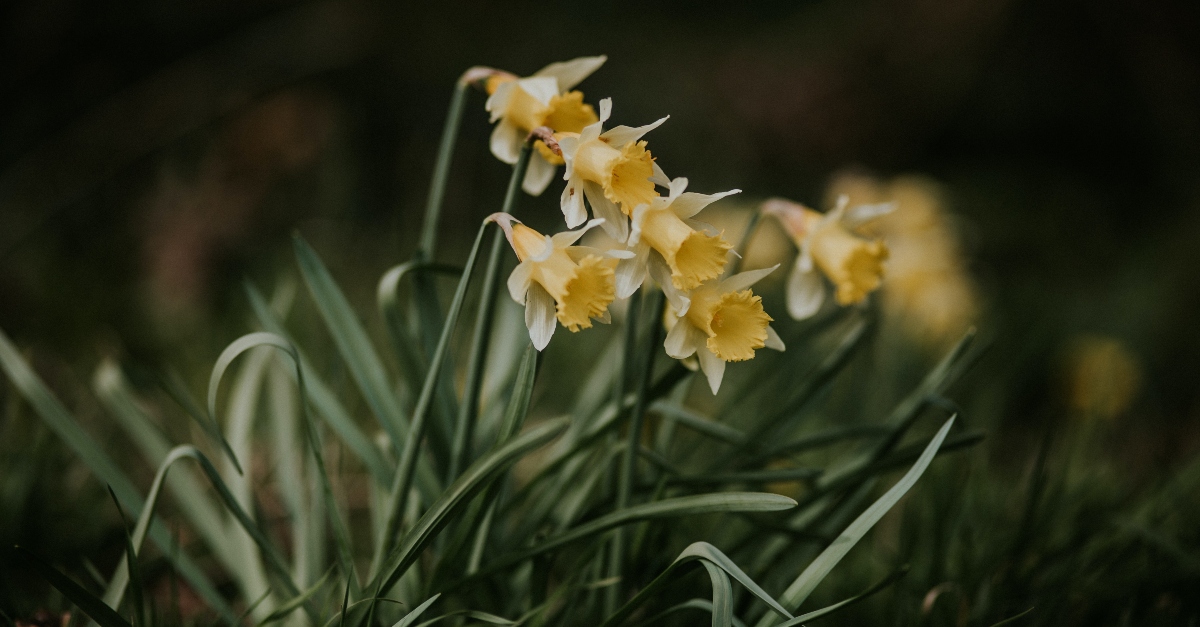 bunch of daffodil flowers, prayers prepare heart for easter eve