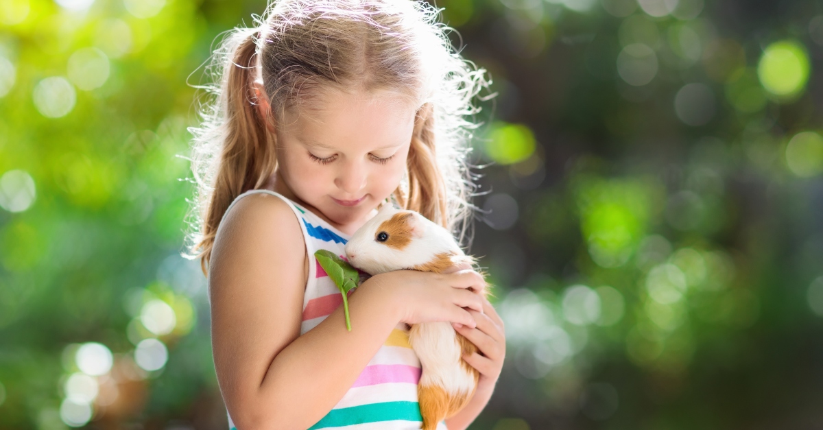 Little girl holding a pet guinea pig