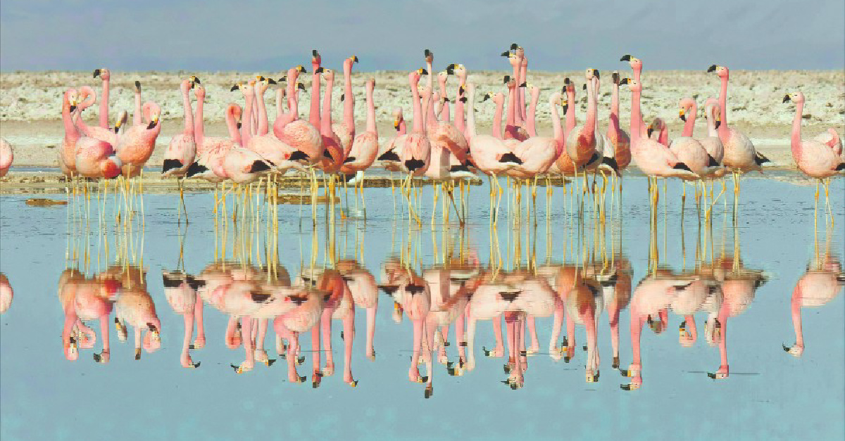 Life in Color, Flamingos