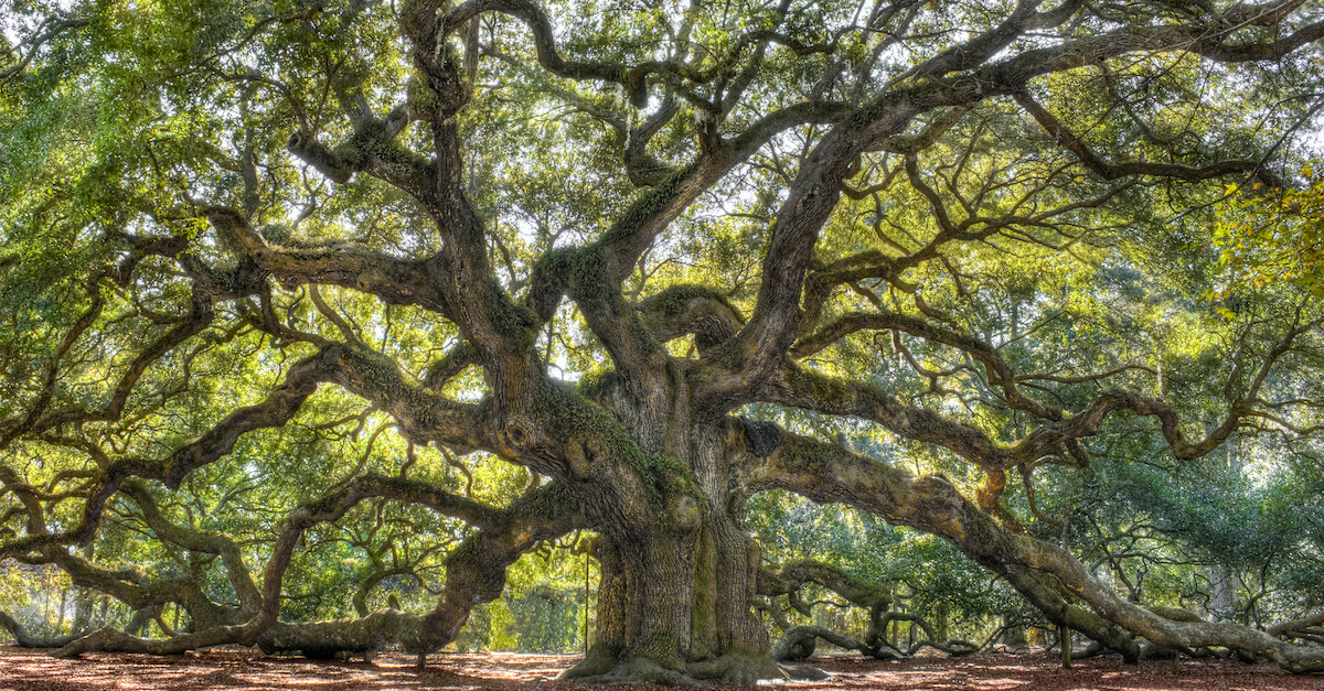 Oaks Of Righteousness Meaning Promise Of Isaiah 61 3