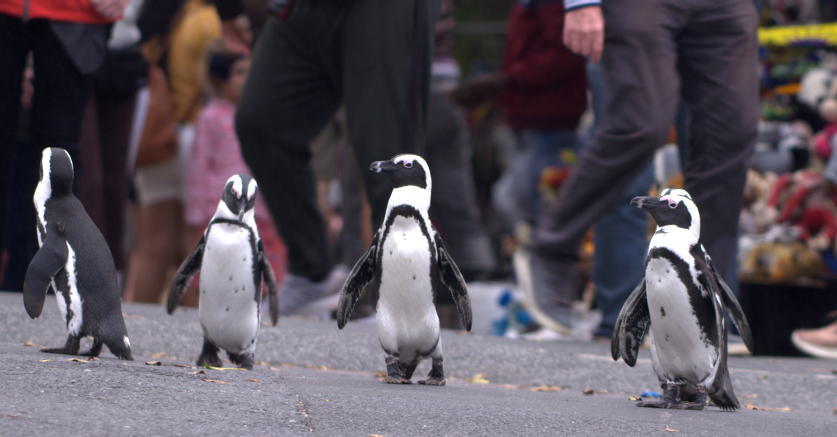 three penguins on the street, Penguin Town