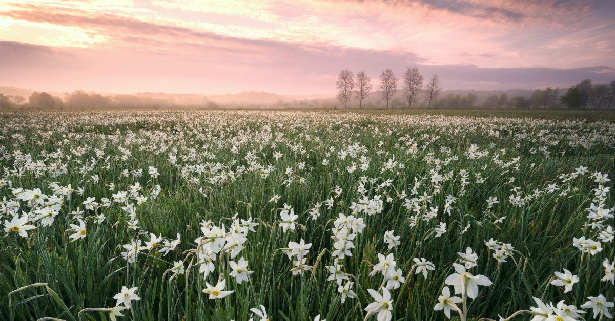 What Kind Of Flowers Are The Lilies Of The Field Bible