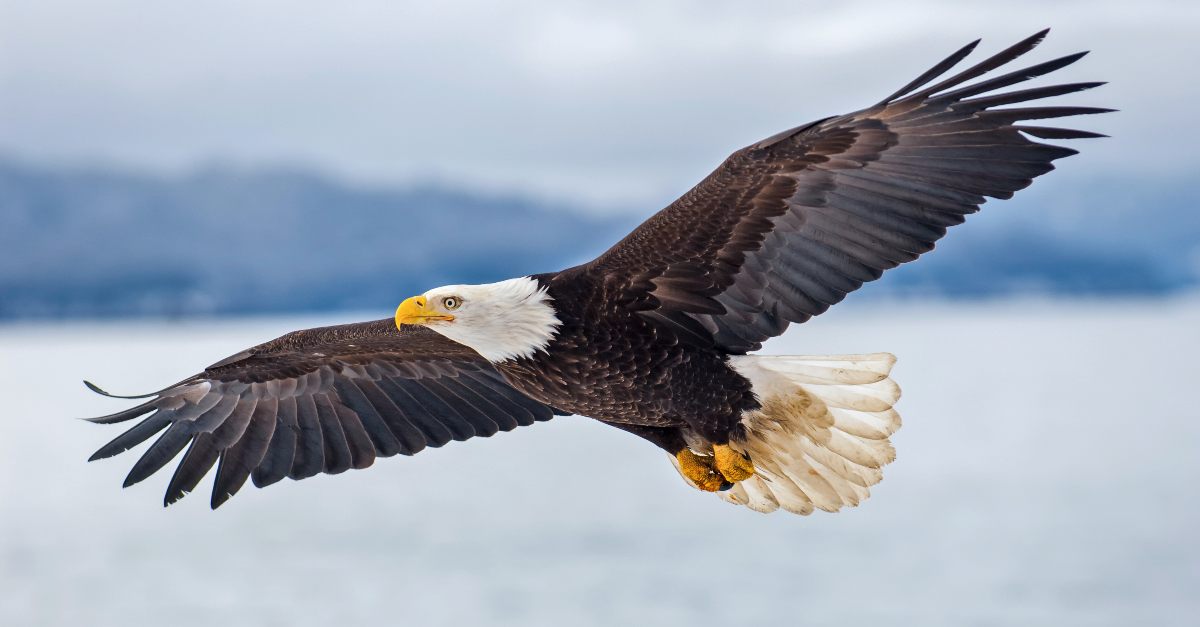 An eagle soaring over a bay
