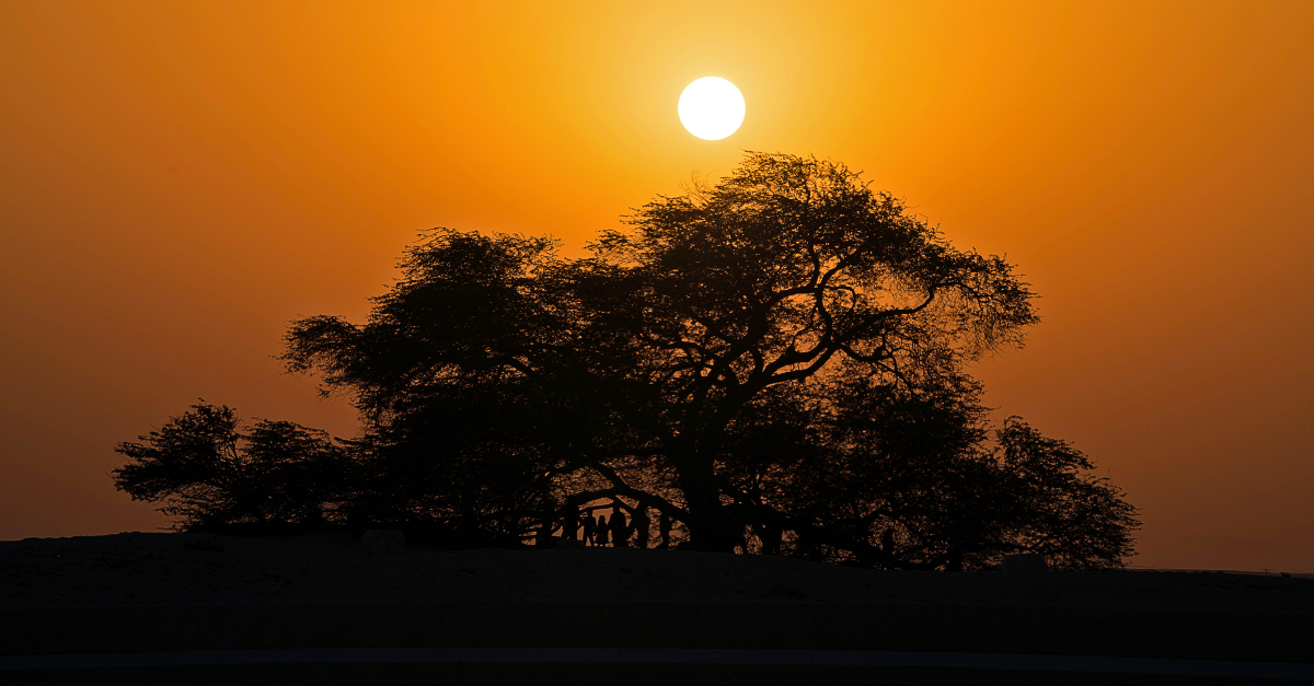 What is the Tree of Life? Bible Meaning and Significance