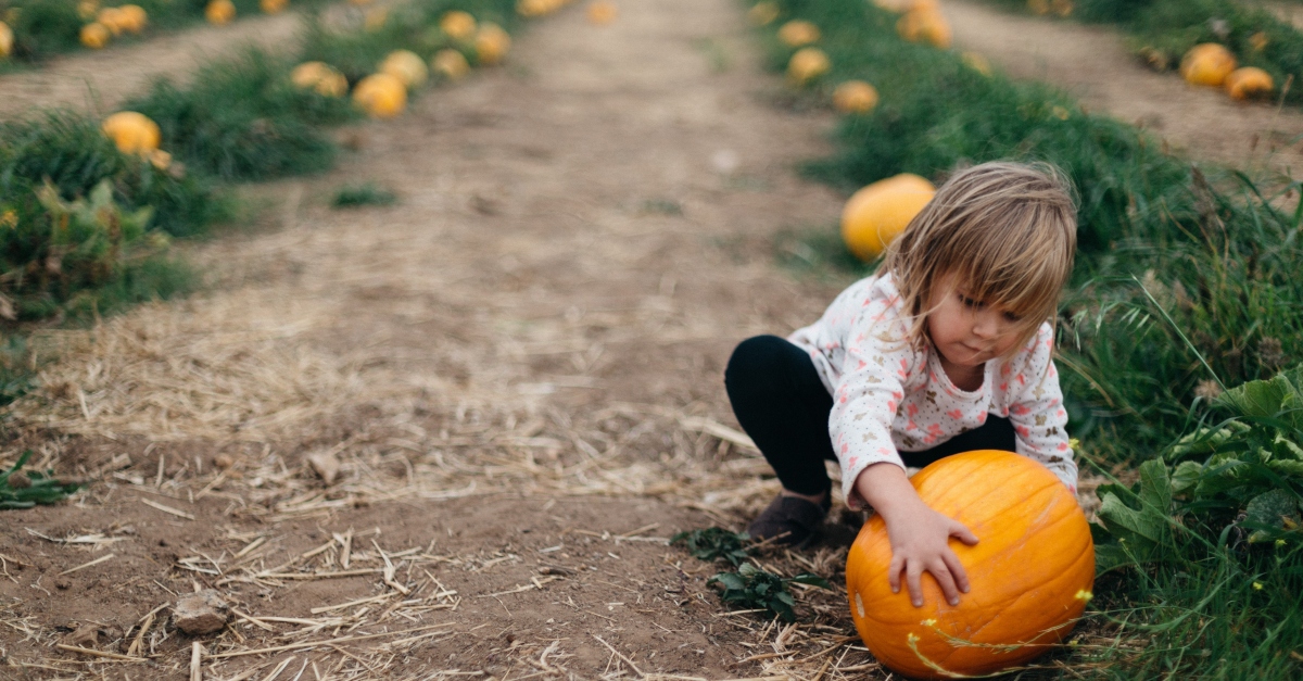 Little girl picking up a pumpkin at a pumpkin patch