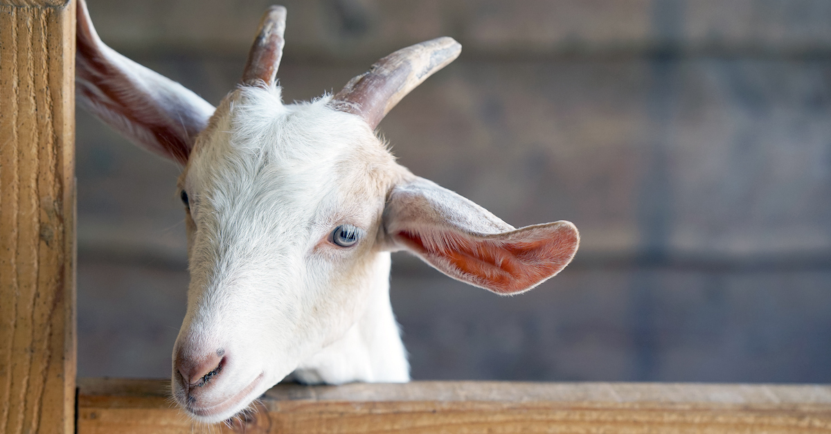 meaning-of-scapegoat-in-the-bible-azazel