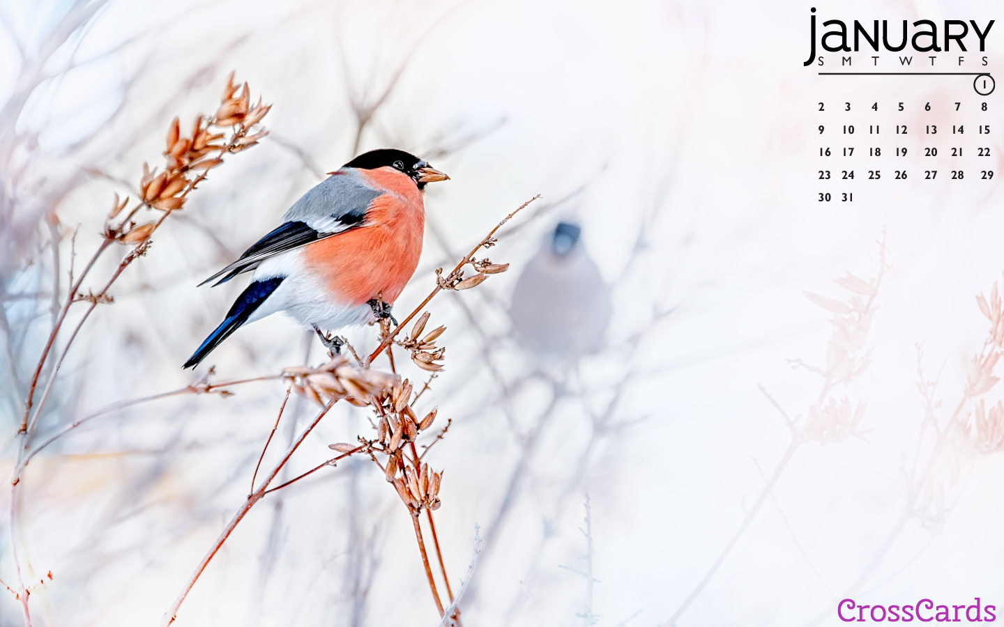 January 2022 - Winter Birds mobile phone wallpaper