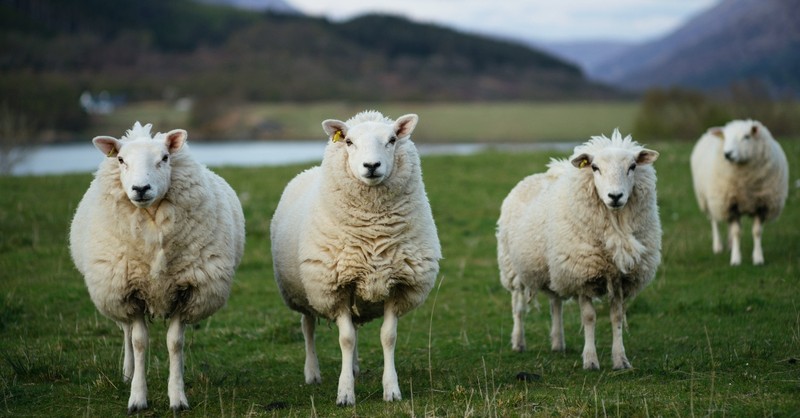 What Does Jesus Mean ‘My Sheep Know My Voice’? (John 10:27)