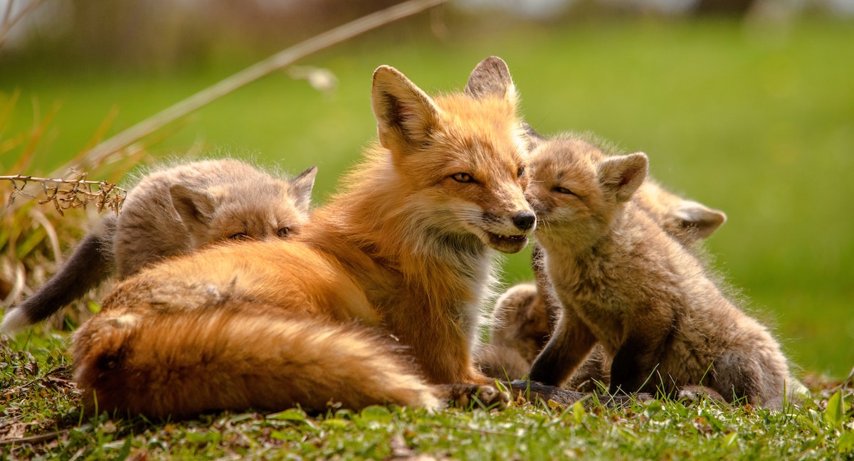 What Are The Little Foxes That Spoil The Vine Bible Study