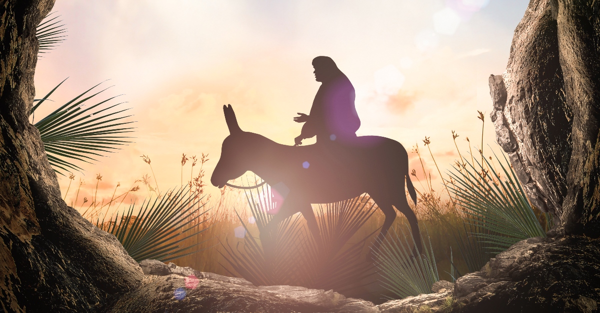 A Donkeys Tale The Gospel Of Palm Sunday The Crosswalk Devotional