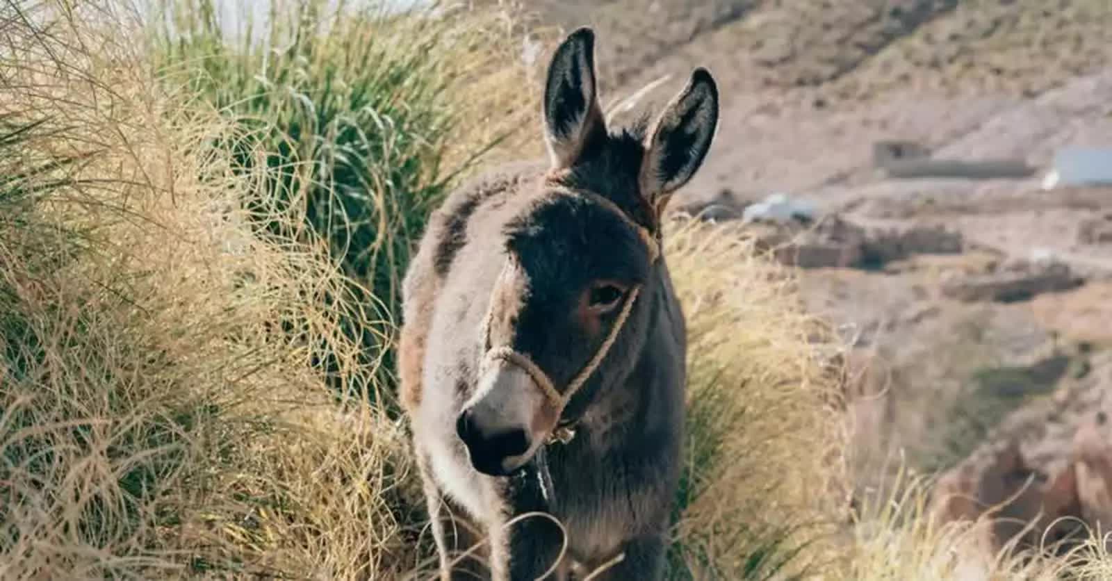 6. Why Did Jesus Ride in on a Donkey?