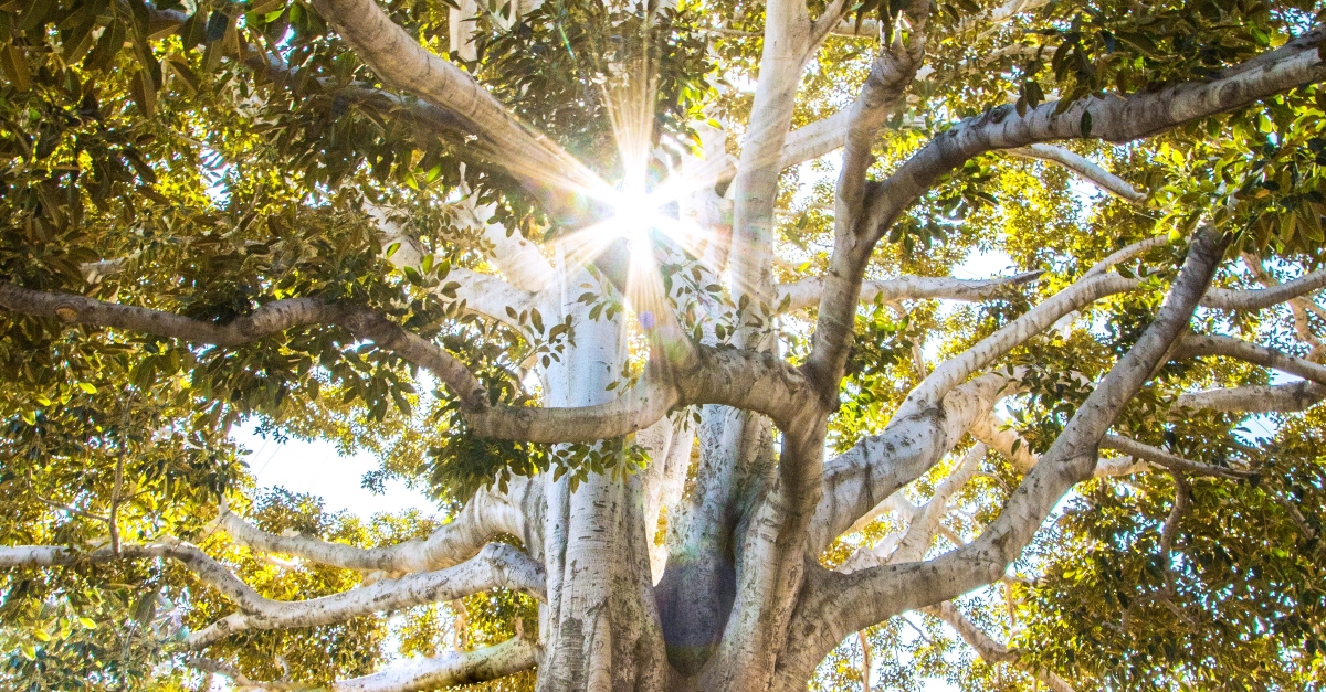 bright light of God through treetops