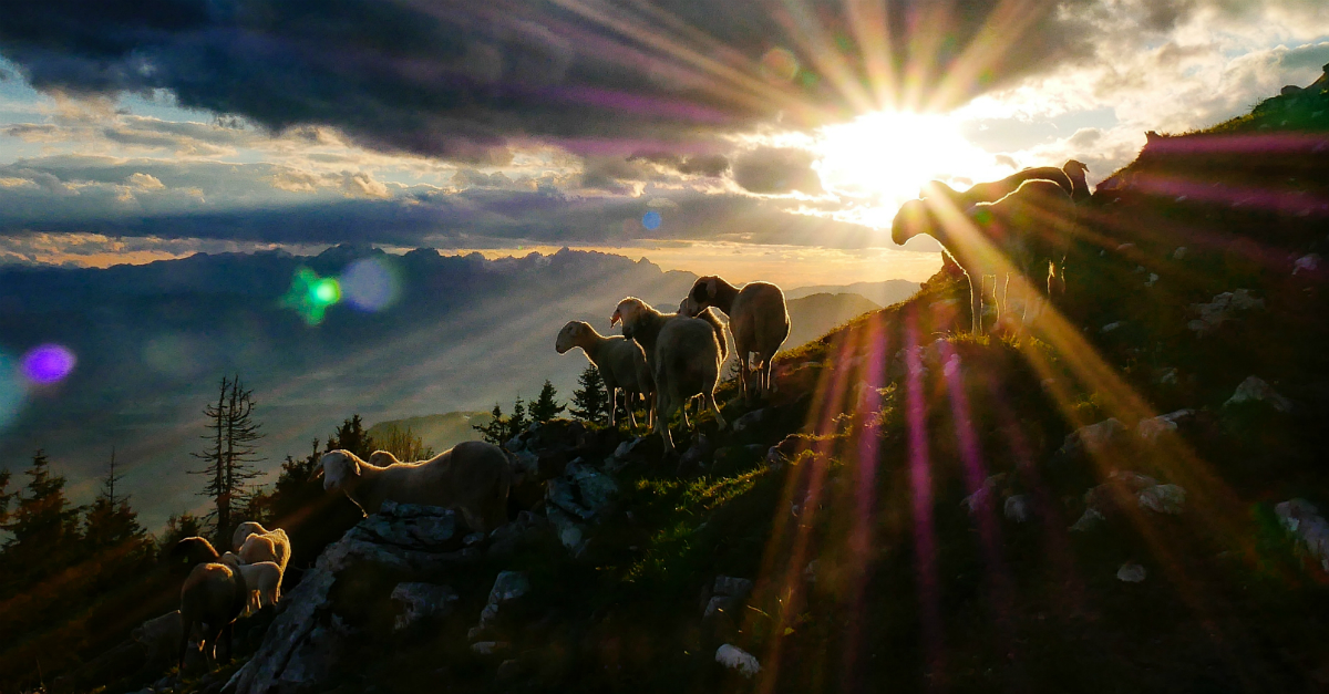 sheep at sunset on hill, the first noel