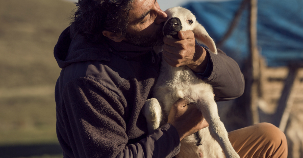 Man kissing a lamb