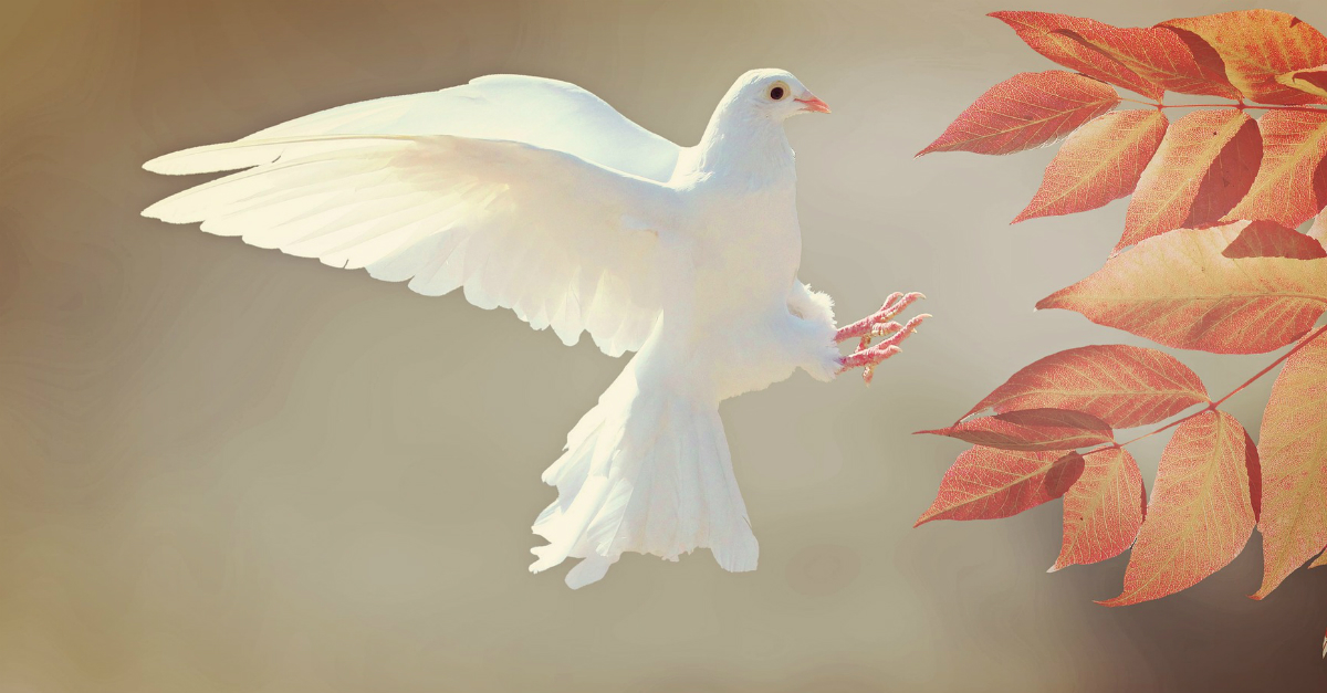 What Do Pigeons And Doves Represent In The Bible